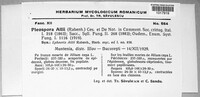 Stemphylium vesicarium image